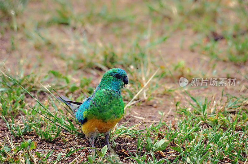 红作鹦鹉(Psephotus haematonotus)